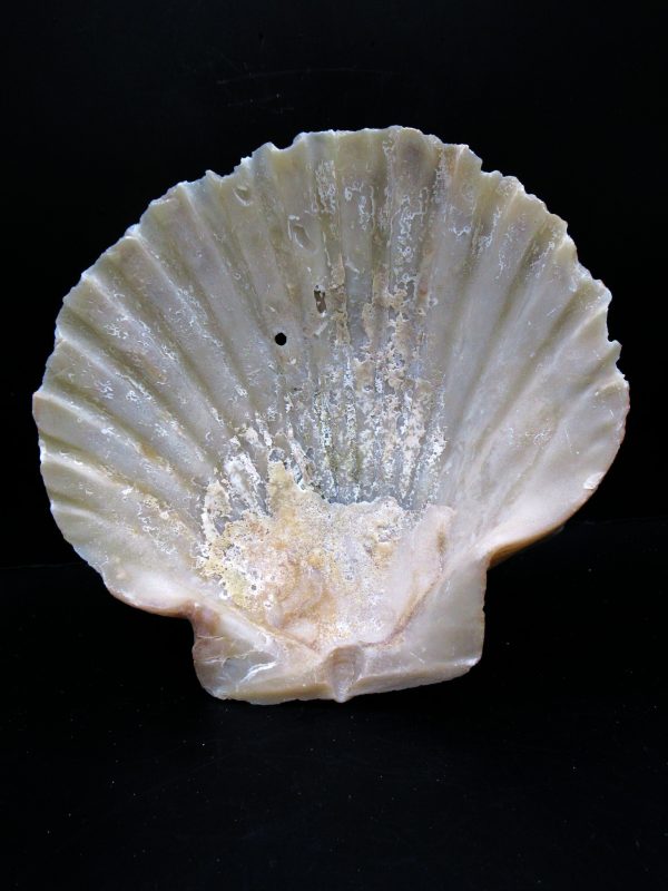 Genuine Pliocene Age Chesapecten jeffersonius for Sale from Virginia #26b