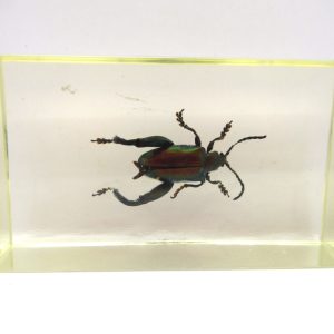 Genuine Modern Insect in Resin Block for Sale #66