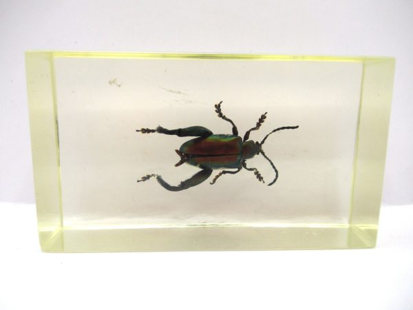 Genuine Modern Insect in Resin Block for Sale #66