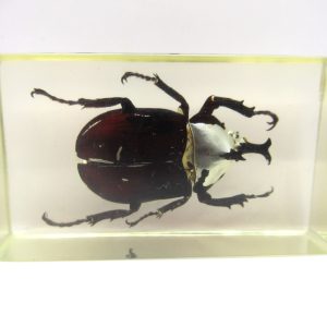 Genuine Modern Insect in Resin Block for Sale #67