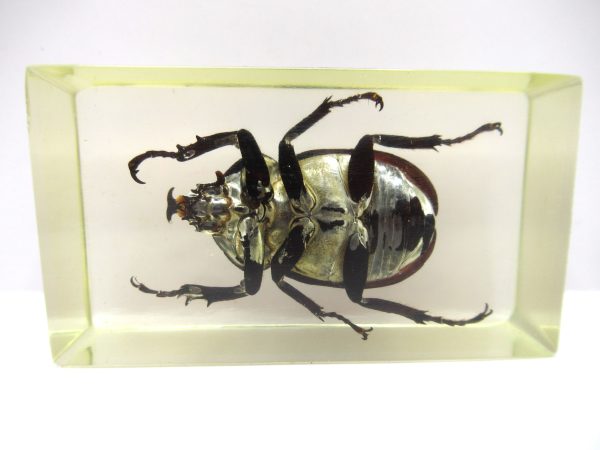 Genuine Modern Insect in Resin Block for Sale #67a