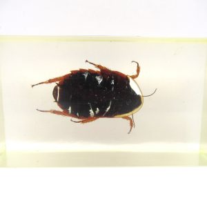 Genuine Modern Insect in Resin Block for Sale #68