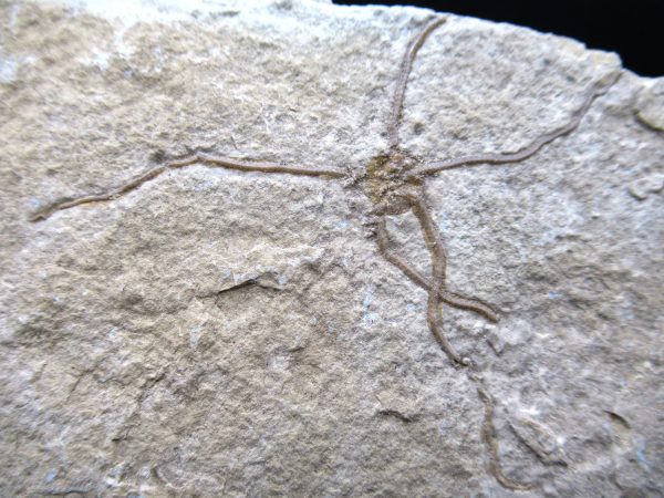 Genuine Jurassic Age Sinosura Brittle Star (Solnhofen) Fossils for Sale from Germany #10a