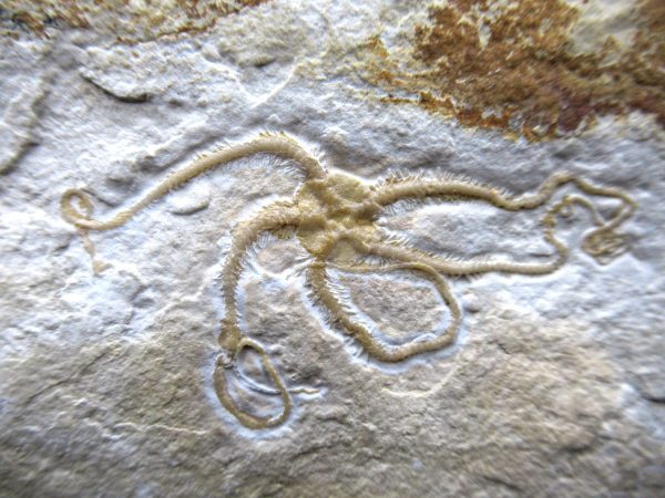 Genuine Jurassic Age Sinosura Brittle Star (Solnhofen) Fossils for Sale from Germany #15a