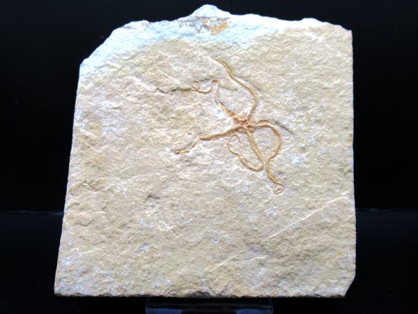 Genuine Jurassic Age Sinosura Brittle Star (Solnhofen) Fossils for Sale from Germany #16