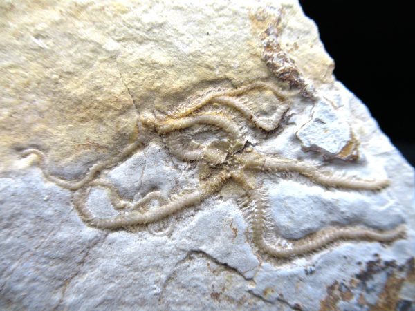 Genuine Jurassic Age Sinosura Brittle Star (Solnhofen) Fossils for Sale from Germany #17a