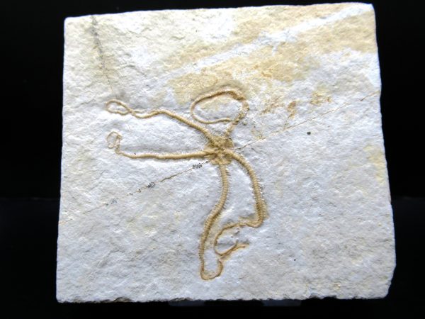 Genuine Jurassic Age Sinosura Brittle Star (Solnhofen) Fossils for Sale from Germany #18