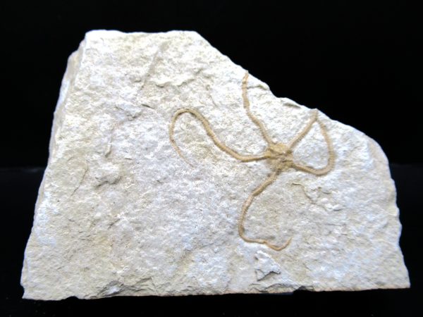 Genuine Jurassic Age Sinosura Brittle Star (Solnhofen) Fossils for Sale from Germany #2