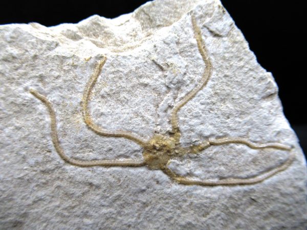 Genuine Jurassic Age Sinosura Brittle Star (Solnhofen) Fossils for Sale from Germany #23a