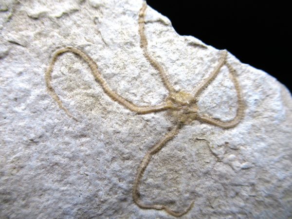 Genuine Jurassic Age Sinosura Brittle Star (Solnhofen) Fossils for Sale from Germany #2a