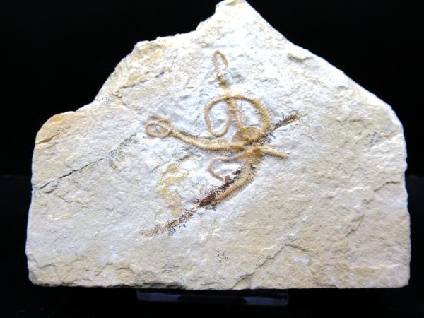 Genuine Jurassic Age Sinosura Brittle Star (Solnhofen) Fossils for Sale from Germany #30