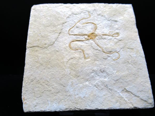 Genuine Jurassic Age Sinosura Brittle Star (Solnhofen) Fossils for Sale from Germany #31