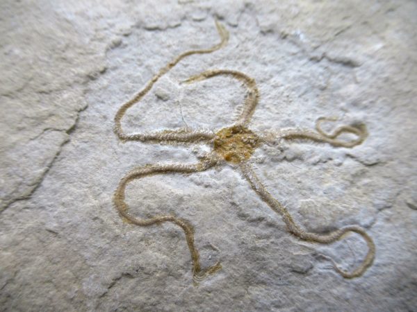 Genuine Jurassic Age Sinosura Brittle Star (Solnhofen) Fossils for Sale from Germany #31a