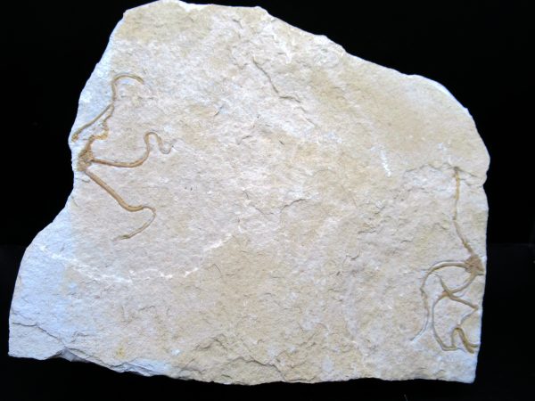 Genuine Jurassic Age Sinosura Brittle Star (Solnhofen) Fossils for Sale from Germany #32