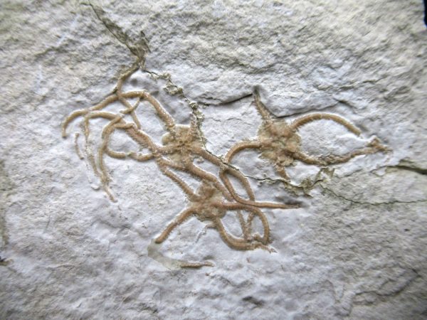 Genuine Jurassic Age Sinosura Brittle Star (Solnhofen) Fossils for Sale from Germany #35a