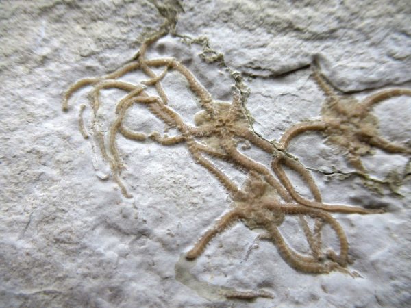 Genuine Jurassic Age Sinosura Brittle Star (Solnhofen) Fossils for Sale from Germany #35b