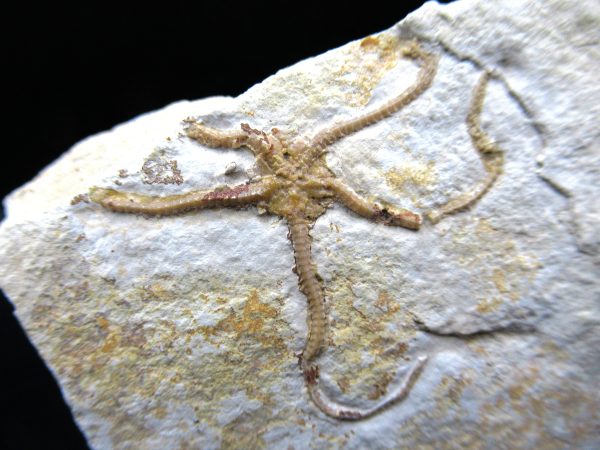 Genuine Jurassic Age Sinosura Brittle Star (Solnhofen) Fossils for Sale from Germany #5a