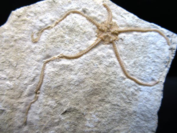 Genuine Jurassic Age Sinosura Brittle Star (Solnhofen) Fossils for Sale from Germany #6a