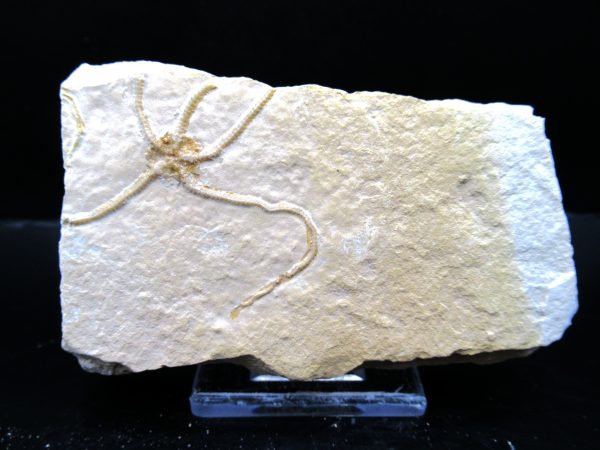 Genuine Jurassic Age Sinosura Brittle Star (Solnhofen) Fossils for Sale from Germany #7