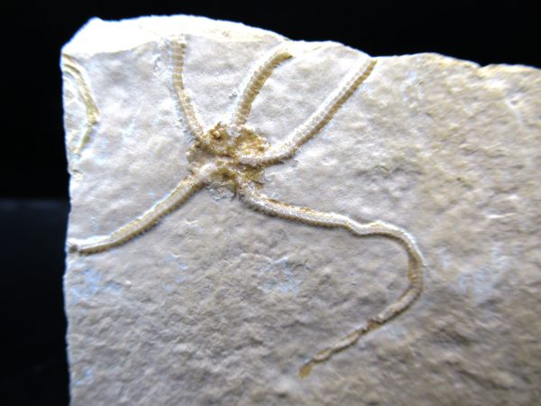 Genuine Jurassic Age Sinosura Brittle Star (Solnhofen) Fossils for Sale from Germany #7a