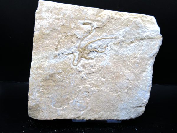 Genuine Jurassic Age Sinosura Brittle Star (Solnhofen) Fossils for Sale from Germany #9