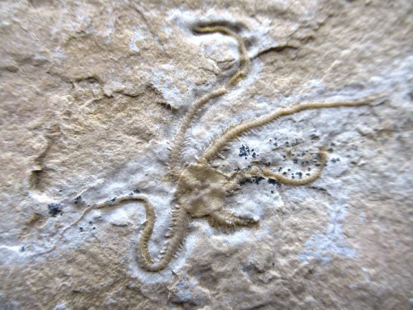 Genuine Jurassic Age Sinosura Brittle Star (Solnhofen) Fossils for Sale from Germany #9a