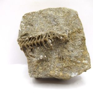 Genuine Mississippian Age Archimedes Bryozoa Fossil for Sale from Alabama #10