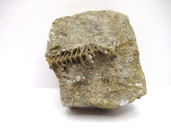 Genuine Mississippian Age Archimedes Bryozoa Fossil for Sale from Alabama #10