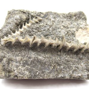 Genuine Mississippian Age Archimedes Bryozoa Fossil for Sale from Alabama #11