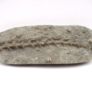 Genuine Mississippian Age Archimedes Bryozoa Fossil for Sale from Alabama #12