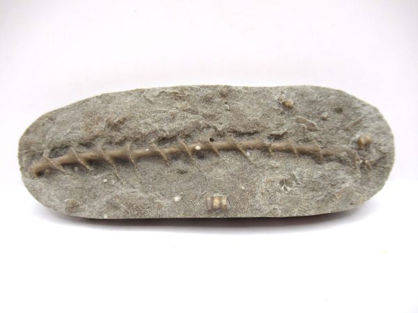 Genuine Mississippian Age Archimedes Bryozoa Fossil for Sale from Alabama #12