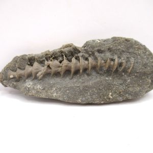 Genuine Mississippian Age Archimedes Bryozoa Fossil for Sale from Alabama #13