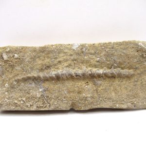 Genuine Mississippian Age Archimedes Bryozoa Fossil for Sale from Alabama #15