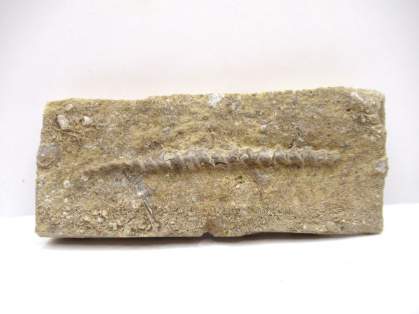 Genuine Mississippian Age Archimedes Bryozoa Fossil for Sale from Alabama #15