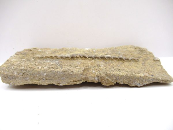 Genuine Mississippian Age Archimedes Bryozoa Fossil for Sale from Alabama #15a