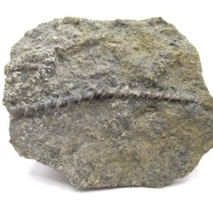 Genuine Mississippian Age Archimedes Bryozoa Fossil for Sale from Alabama #16