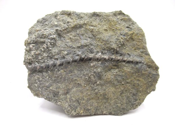 Genuine Mississippian Age Archimedes Bryozoa Fossil for Sale from Alabama #16