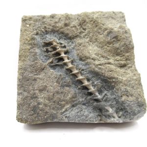 Genuine Mississippian Age Archimedes Bryozoa Fossil for Sale from Alabama #17