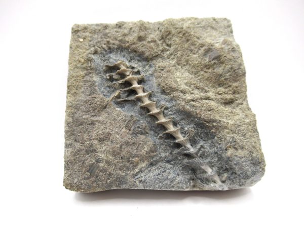 Genuine Mississippian Age Archimedes Bryozoa Fossil for Sale from Alabama #17