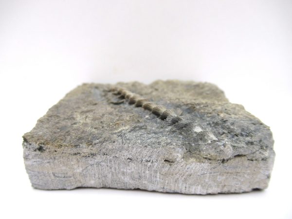 Genuine Mississippian Age Archimedes Bryozoa Fossil for Sale from Alabama #17a