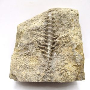 Genuine Mississippian Age Archimedes Bryozoa Fossil for Sale from Alabama #18