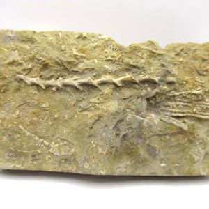 Genuine Mississippian Age Archimedes Bryozoa Fossil for Sale from Alabama #19