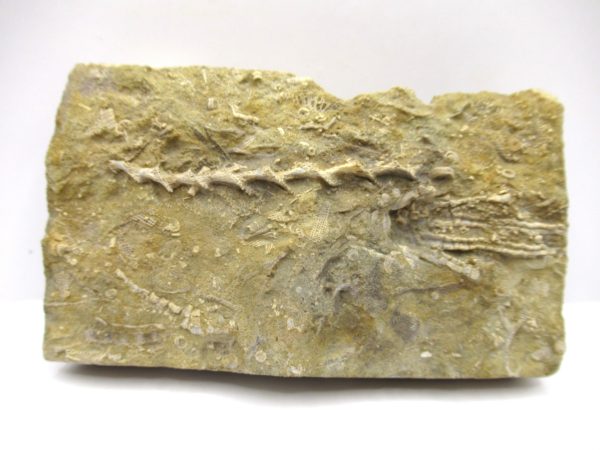 Genuine Mississippian Age Archimedes Bryozoa Fossil for Sale from Alabama #19