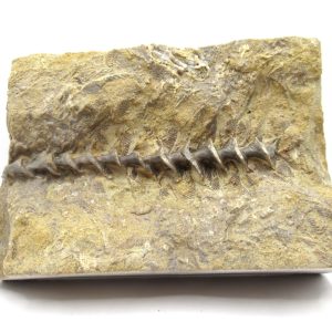 Genuine Mississippian Age Archimedes Bryozoa Fossil for Sale from Alabama #21