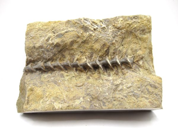 Genuine Mississippian Age Archimedes Bryozoa Fossil for Sale from Alabama #21