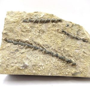 Genuine Mississippian Age Archimedes Bryozoa Fossil for Sale from Alabama #22