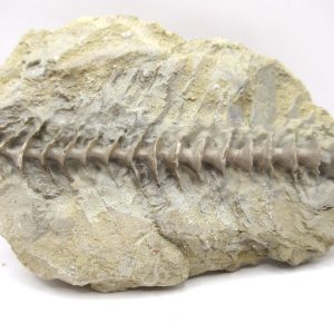 Genuine Mississippian Age Archimedes Bryozoa Fossil for Sale from Alabama #24