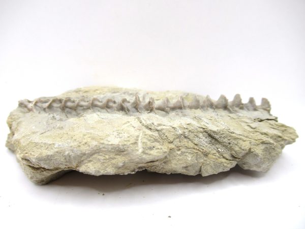 Genuine Mississippian Age Archimedes Bryozoa Fossil for Sale from Alabama #24a