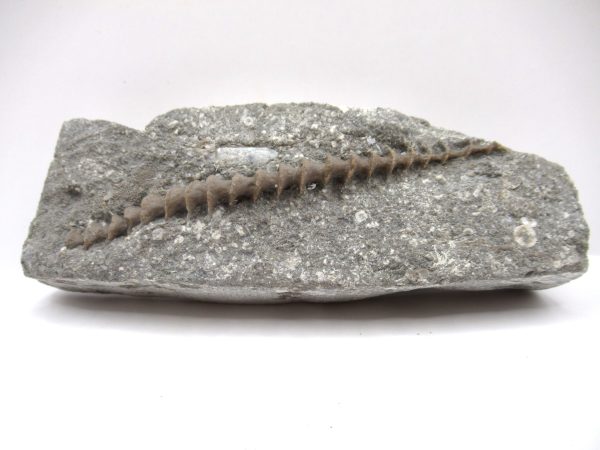 Genuine Mississippian Age Archimedes Bryozoa Fossil for Sale from Alabama #25