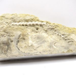 Genuine Mississippian Age Archimedes Bryozoa Fossil for Sale from Alabama #26